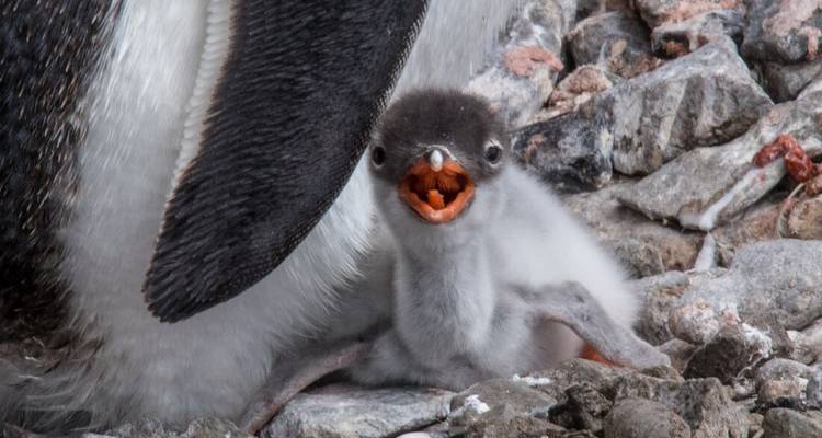 Tiny grey penguin chick with open orange beak nestled beside the protective body of an adult on a rocky nest.