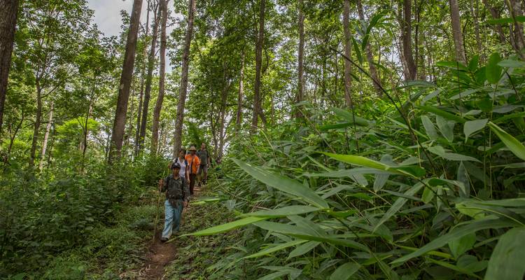 Petit groupe de randonneurs marchant le long d'un sentier étroit traversant une jungle dense et verdoyante.