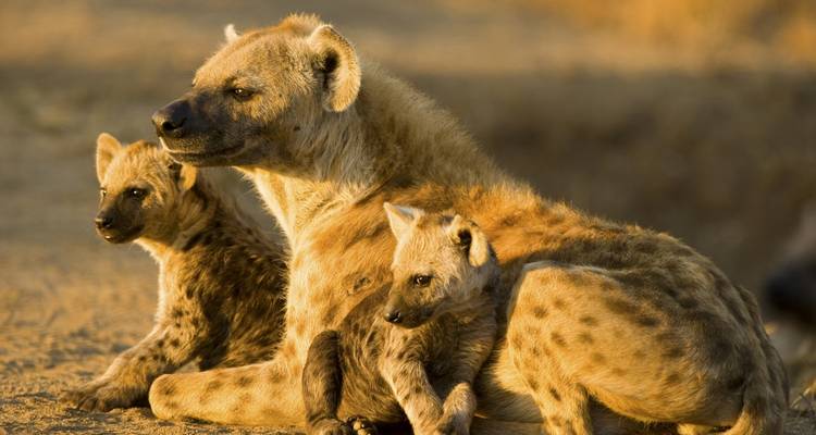 Kruger Park Uncovered - Cullinan Guided Journeys