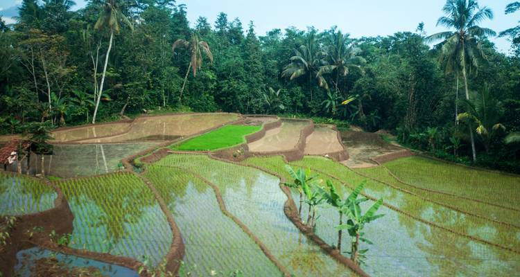 Les rizières récemment plantées reflètent le ciel à côté de la forêt tropicale et des bananiers.