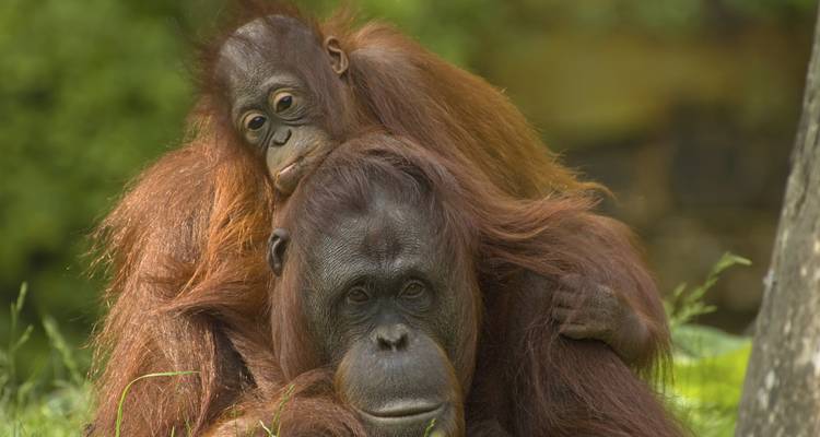 Best of Borneo (from Kota Kinabalu to Kuching) - G Adventures