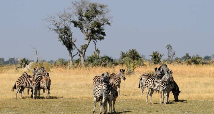 Zebraherde, die in der Savanne grast.