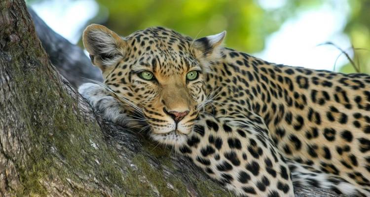 Leopard, der sich auf einem Ast ausruht.