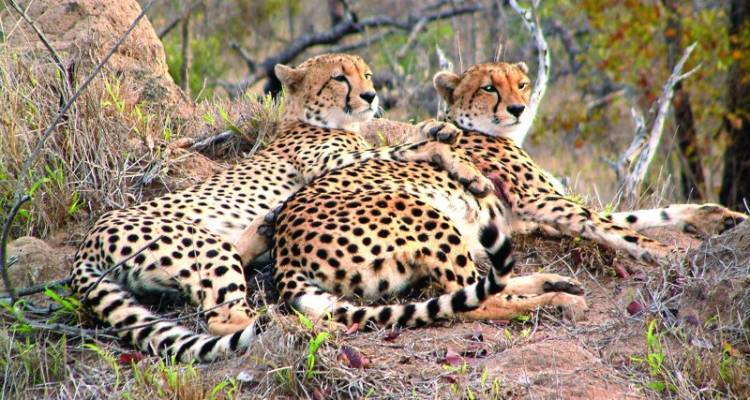 Mozambique and Zimbabwe Explorer Northbound (from Johannesburg to Victoria Falls) - Acacia Adventure Holidays