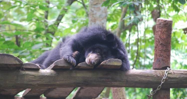 Wildlife Rescue Centre, Indonesia - 1 Week - Fuze Ecoteer Outdoor Adventures