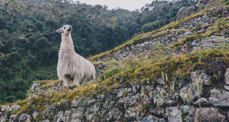 Llama standing on ancient stone terraces.