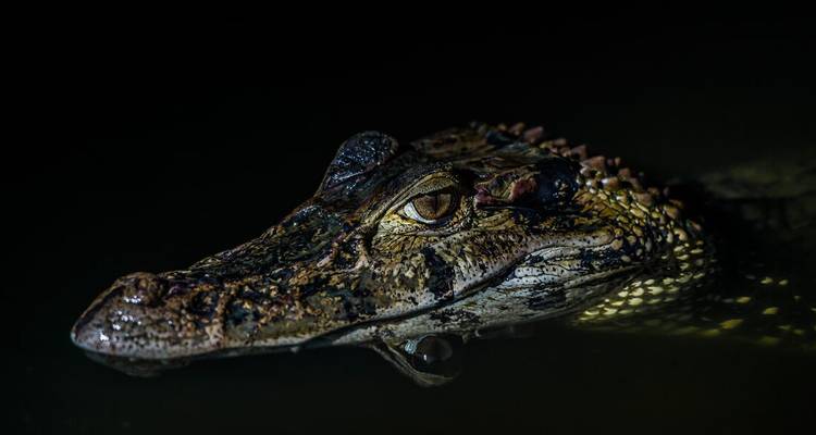Close-up of a caiman’s head emerging from dark Amazon waters at night.