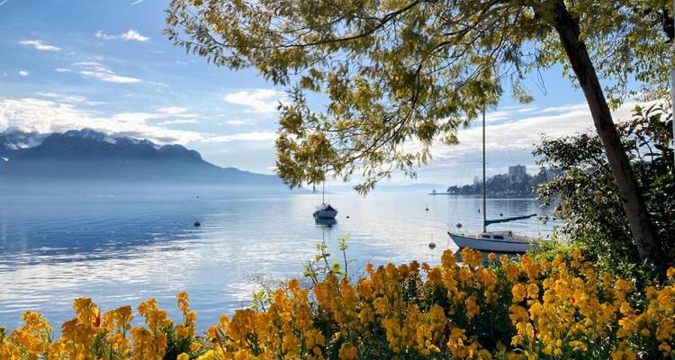 Yellow flowers frame tranquil Lake Geneva with sailboats and snow-capped mountains under a blue sky.