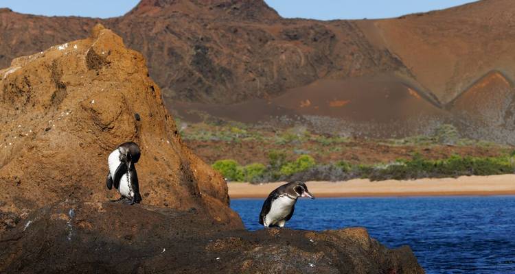 Penguins on a rocky shore with huge cliffs.