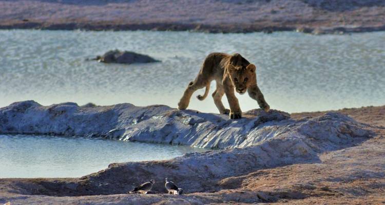 Cape Desert Safari Northbound - Acacia Adventure Holidays