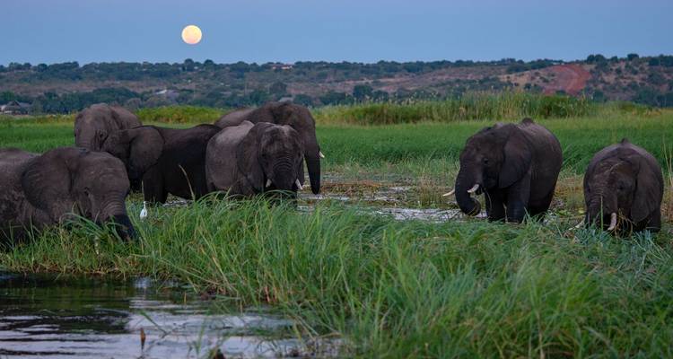 Herd of elephants graze in lush riverside wetlands beneath a full moon in Chobe.