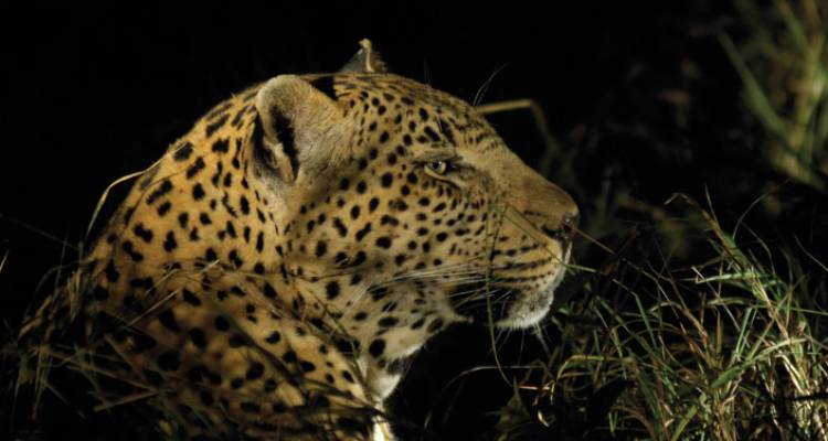 Kruger Experience - Lodge (5 days) - Intrepid Travel