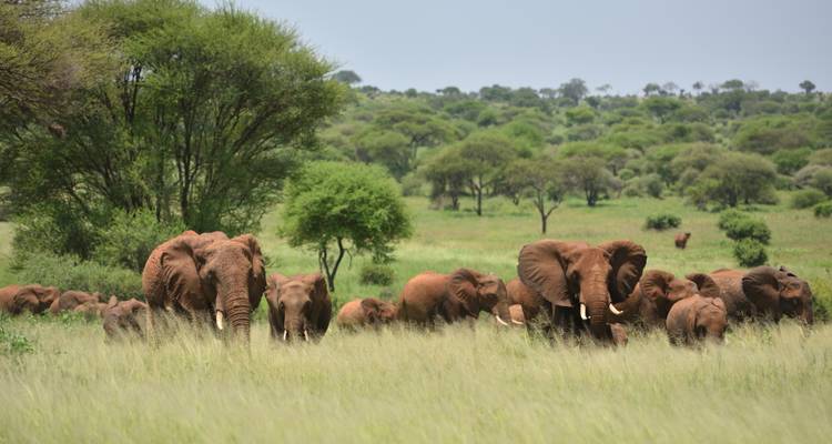 Grote kudde olifanten die door hoog gras lopen met hier en daar acacia's op de achtergrond