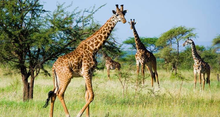 Giraffen die door groene savanne met doorstruiken onder een heldere hemel slenteren