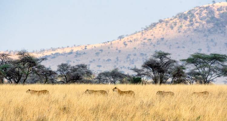 Rij met leeuwinnen die door hoog droog gras sluipen met acacia-bezaaide heuvels op de achtergrond