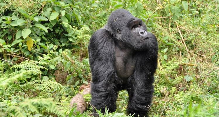 Mountain Gorillas of Rwanda - Intrepid Travel