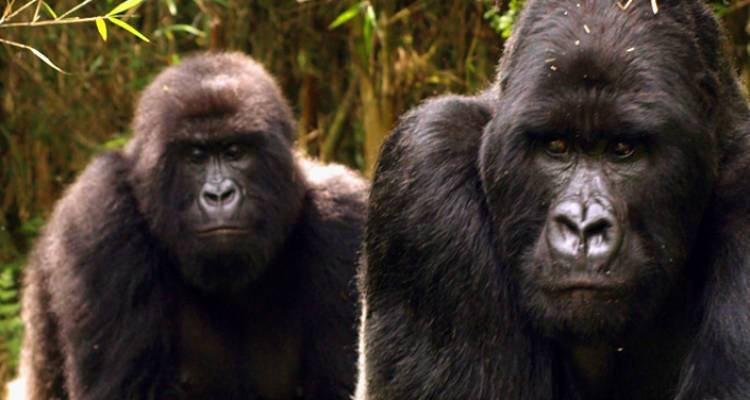 Mountain Gorillas of Rwanda - Intrepid Travel