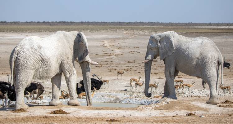 Twee olifanten bij een drinkplaats met antilopen en struisvogels in de buurt in een droog landschap.