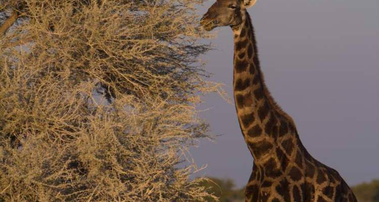 3 Day Etosha Express - Chameleon Safaris Namibia