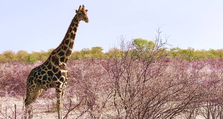 Een giraffe die tussen droge struiken in een savanne staat.