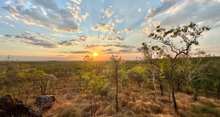 Vue panoramique d'un coucher de soleil sur un paysage herbeux avec des arbres clairsemés.
