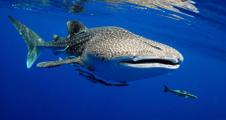 A whale shark swimming underwater with clear blue water.