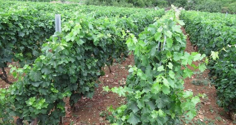 Vignoble avec des rangées de vignes sous un ciel dégagé.