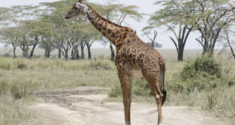 Kilimanjaro - Machame Route with optional 4 day safari - Adventure Consultants Limited