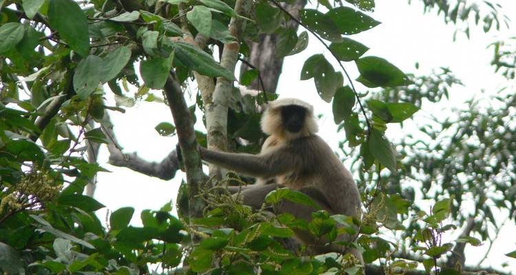 Singe assis sur une branche d'arbre entouré de feuilles vertes.