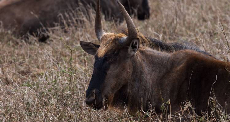 Nahaufnahme eines einsamen Gnus, das in trockener Graslandschaft ruht