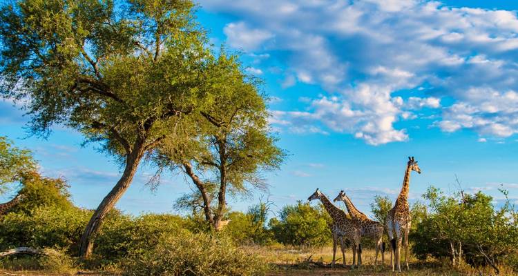 Drei Giraffen stehen zwischen Akazienbüschen unter einem strahlend blauen Himmel mit vereinzelten Wolken