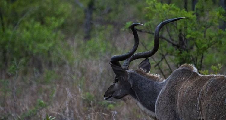 Seitenansicht eines Kudu mit beeindruckenden gebogenen Hörnern in schattiger Buschlandschaft