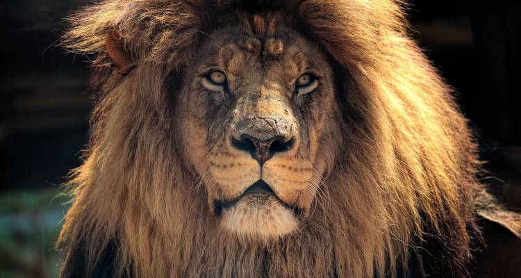 Retrato impresionante de un león macho con una melena dorada completa mirando directamente a la cámara