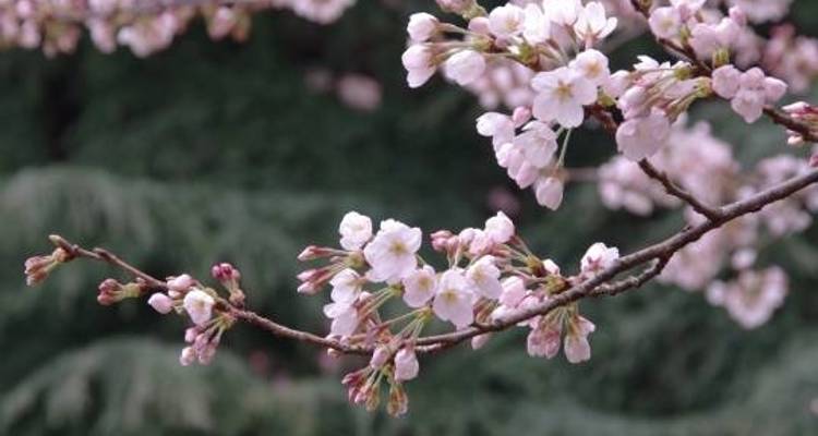 Cherry Blossom Festival - 13 days - On The Go Tours