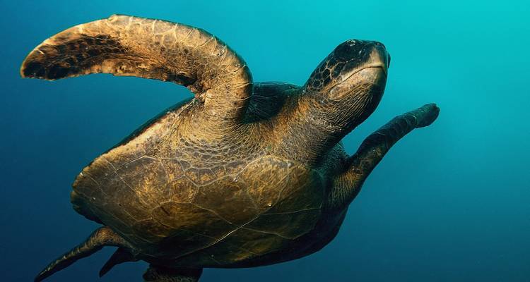 Galápagos — Central Islands aboard the Xavier III (12 destinations) - G Adventures