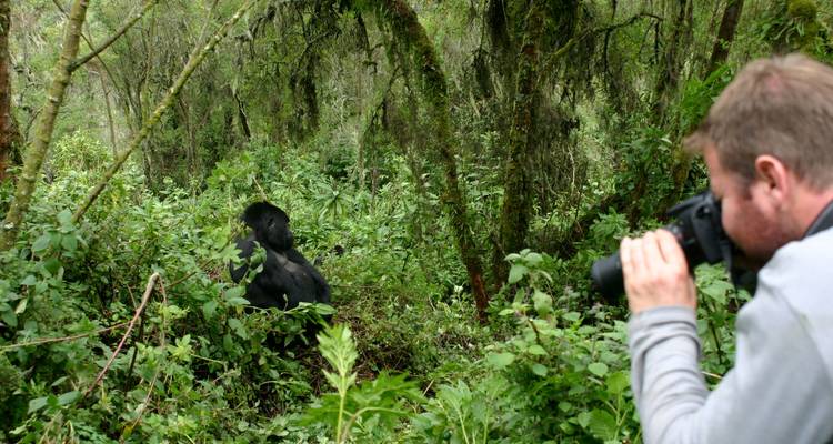 Fotograf, der einen Gorilla in einem üppigen Regenwald fotografiert.
