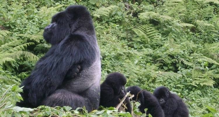 Gorillafamilie sitzt in einem üppig grünen Wald.