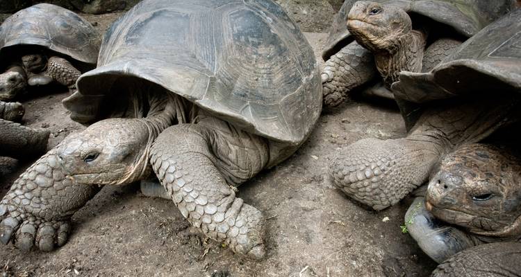 Galápagos Land & Sea — Central Islands aboard the Xavier III - G Adventures