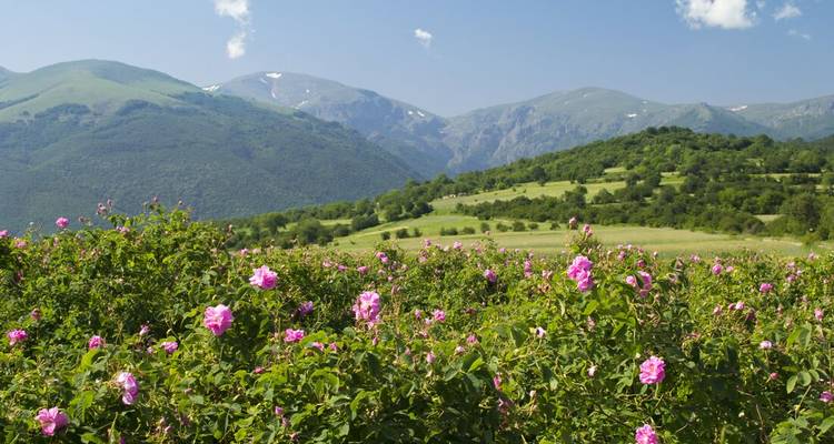 Des roses en fleurs dans une vallée de montagne.