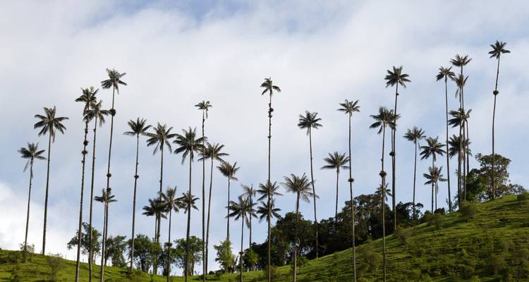 Iconic tall wax palm trees rising above green hills under a bright sky.