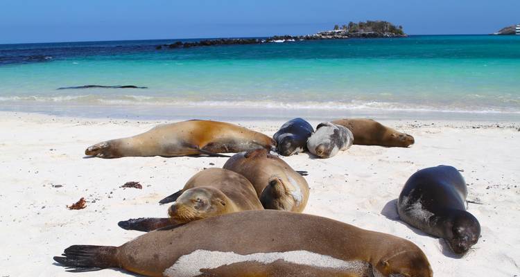 Galápagos Land & Sea — North & Central aboard Estrella del Mar - G Adventures
