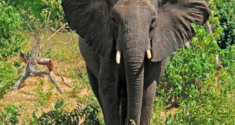 Chobe Experience - Independent - Peregrine Adventures