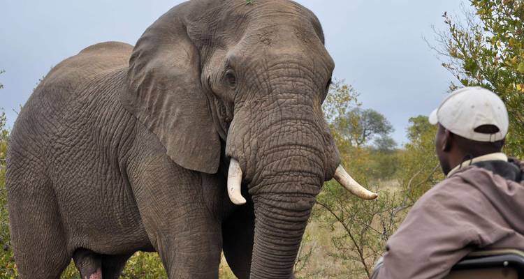 Kruger Experience - Independent - Peregrine Adventures