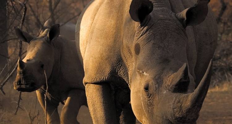 Serengeti & Ngorongoro Experience - Independent - Peregrine Adventures