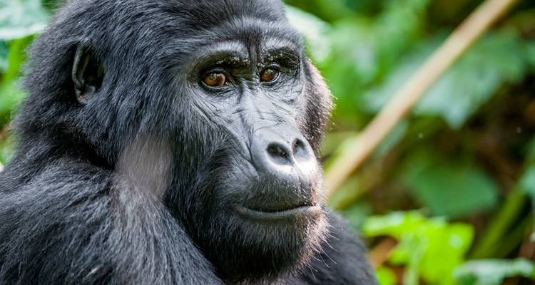 Ethiopia, Gorillas & the Cape (Cape Town to Gondar) - Dragoman Overland