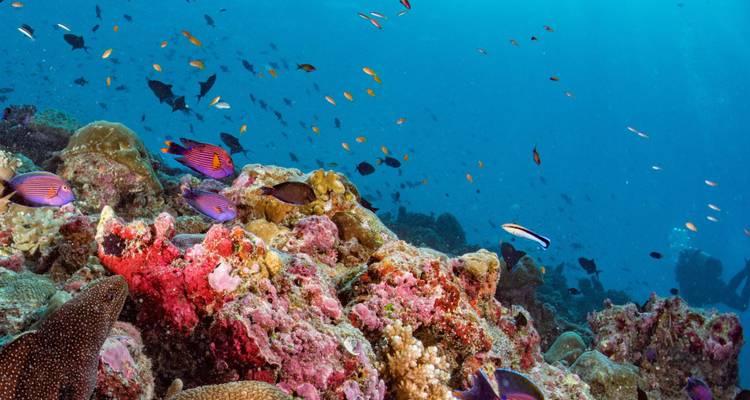 Vibrant coral reef teeming with colorful tropical fish under clear blue ocean water.