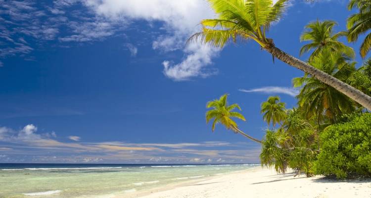 Idyllic white-sand beach lined with leaning palm trees under a deep blue sky and calm lagoon.