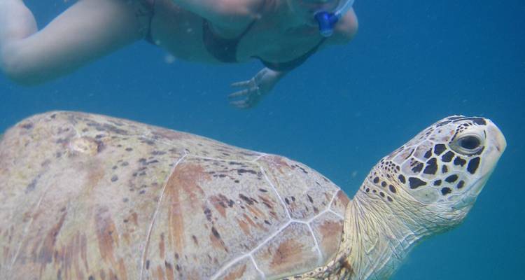 Perhentian Turtle Project - 3 Weeks - Fuze Ecoteer Outdoor Adventures