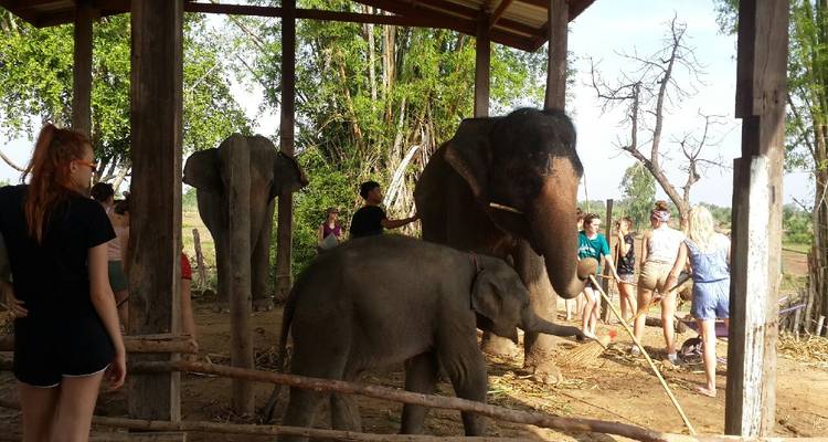 29 Day Elephant Experience in Surin - Thailand - Starfish Adventure