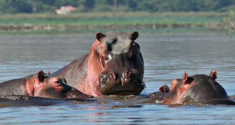 Ethiopia, East Africa & Gorillas (Nairobi to Gondar) - Dragoman Overland